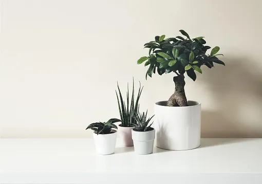 4 горшка с комнатными растениями, правый — фикус гинсенг