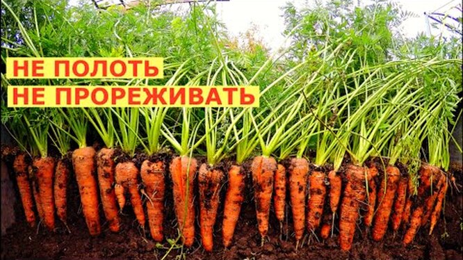 Как вырастить ровную морковь – сладкую и красивую: 7 лайфхаков садовода