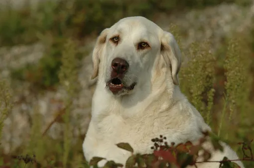 Акбаш — потенциально опасная порода собак, которую нельзя выгуливать без намордника