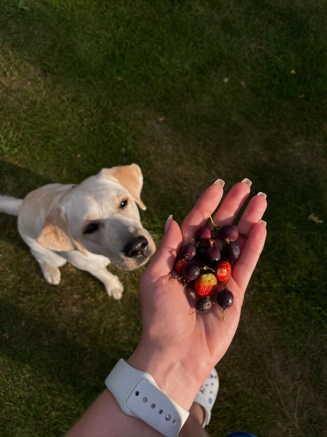 Как воспитывают собаку-поводыря, можно ли взять щенка напрокат ...