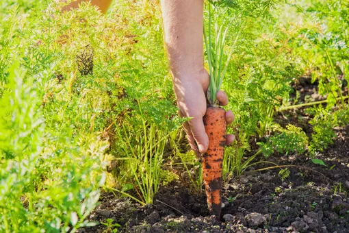 Сроки уборки поздних сортов моркови