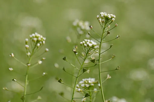 Пастушья сумка – лекарственная трава и первая весенняя зелень