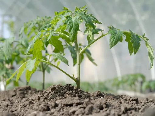 Когда удобрять молодые растения томатов, чтобы они быстро росли