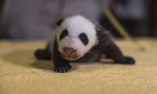 Новорожденный малыш панды