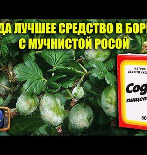 Листья крыжовника пожелтели: что делать и&nbsp;как помочь растению