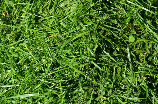 Скошенная трава — один из самых доступных вариантов мульчи для тех, у кого есть на участке газоны
