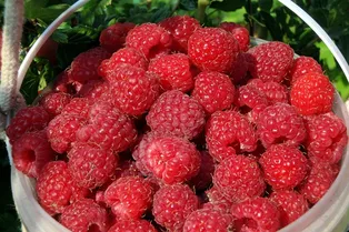 5 приёмов для суперурожая малины: ягоду будете собирать вёдрами