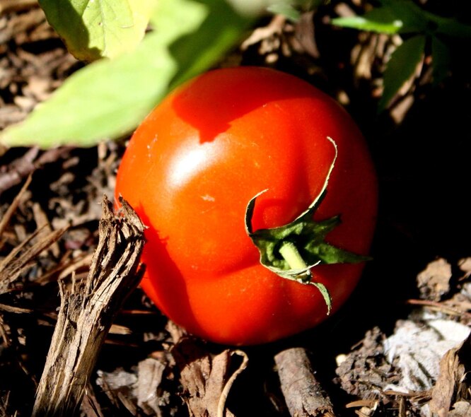 Jak kultivovat půdu po phytophthora?