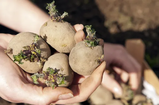 Правила подготовки семенного картофеля к хранению
