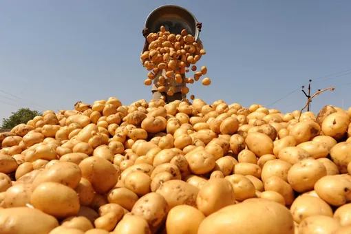 12 советов по выращиванию картофеля для значительного увеличения урожая