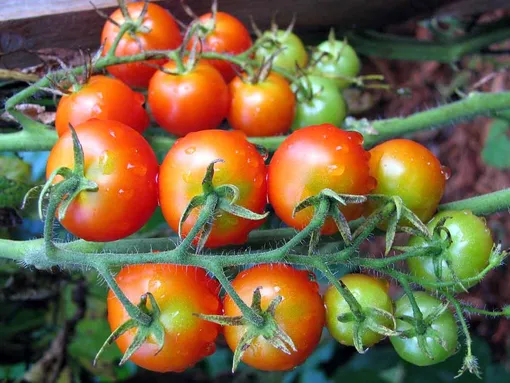 Если посеять рассаду помидоров в апреле, первые плоды можно будет собирать уже в конце июня — начале июля