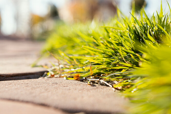 Трава между плитками на садовых дорожках: как избавиться от нее и предупредить появление сорняков