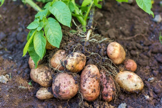 Осенняя подготовка почвы под посадку картофеля