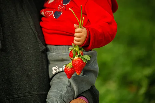 ребенок держит в руках крупную клубнику за хвостики