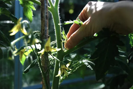Скручиваются листья у помидоров и при сильно обильном удалении пасынков