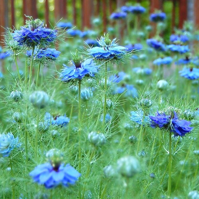 Nigella damašková