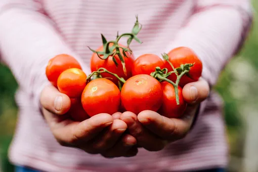 Бабушкин патент на рекордный урожай помидоров: деревенские народные подкормки