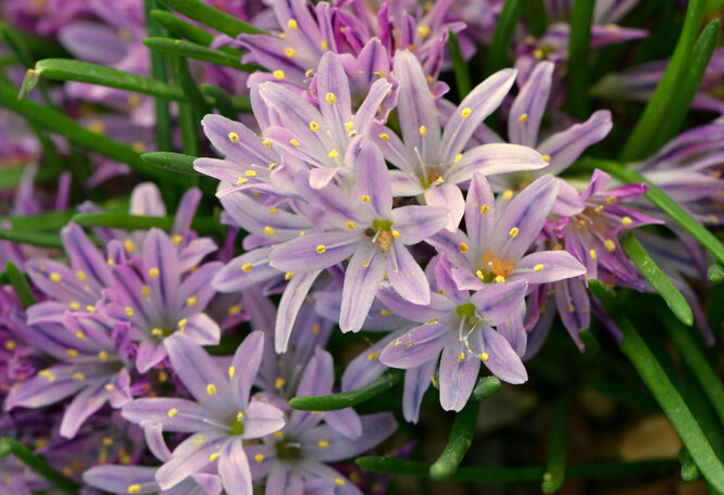 Весенние цветы в саду: фото и топ популярных первоцветов, время посадки и  цветения