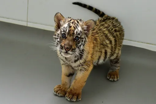 «Ее подозревали в убийстве»: о печальных судьбах московских тигров рассказали в зоопарке