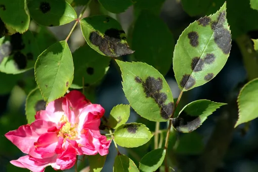 Чёрная пятнистость: как бороться с одной из самых серьёзных болезней роз