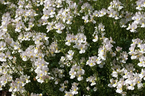 Немезия, лучшие белые цветы