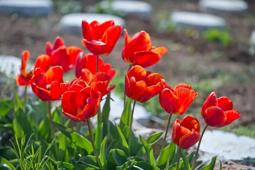 Луковичные растения тюльпаны цветут в апреле или мае