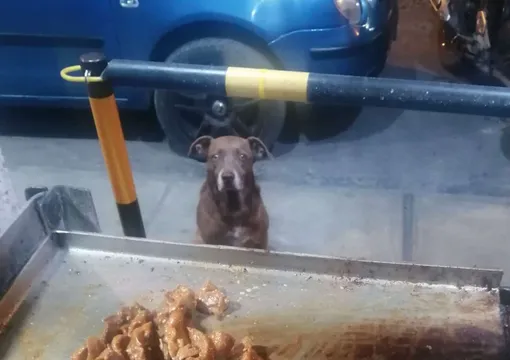 голодный пес на пороге ресторана