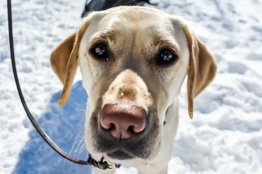 Невозможно перестать смеяться: собака превратилась на фото в снежного человека