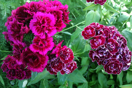 Подготовка семян