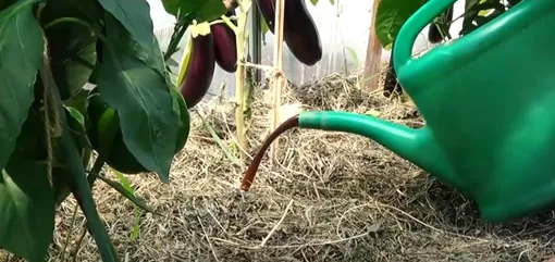 Как высадить рассаду баклажанов в теплицу