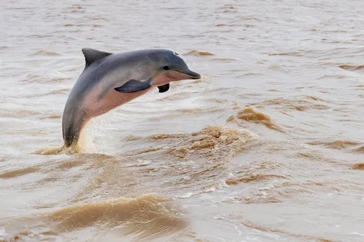 В Севастополе четырех дрессированных дельфинов выбросили в море, потому что их нечем кормить