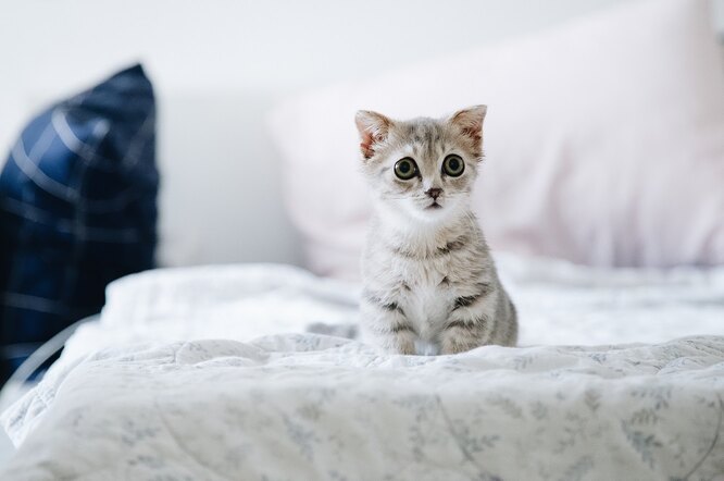 Как оказать первую помощь кошке: 5 советов