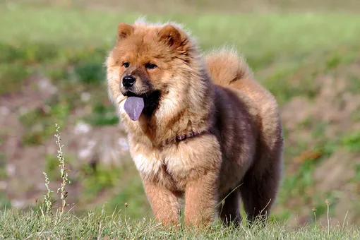 Почему у собак породы чау-чау синий язык?