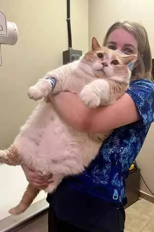 ожиревший кот 19 кг