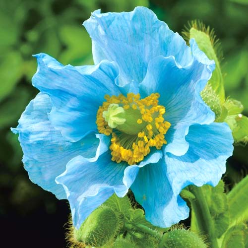 Meconopsis
