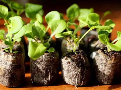 Выращивание рассады баклажанов в торфяных таблетках