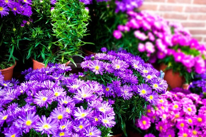 Как достичь богатого цветения у астр