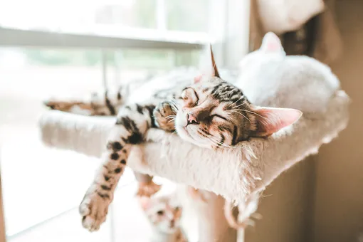 Кошка спит долго: в чём причины, это болезнь или норма