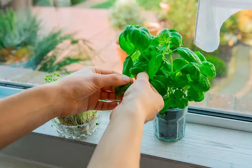 Лук, рукола и базилик: 10 видов зелени на окне, которую легко вырастить