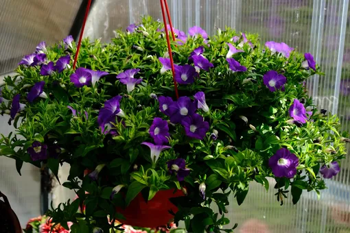 10 красивых ампельных растений для дачи и балкона