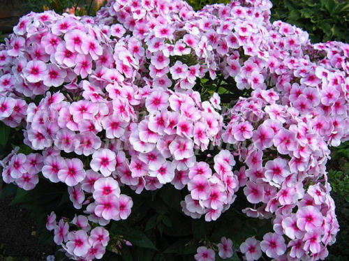 Phlox paniculata ruddy