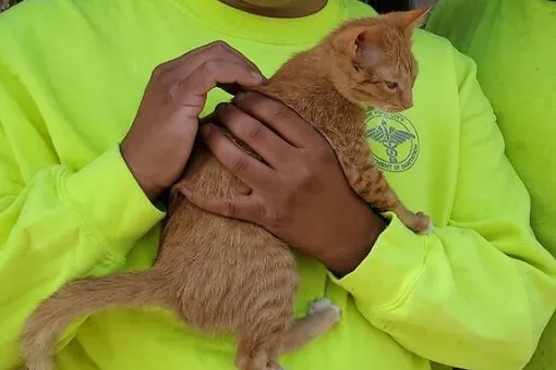 Спасибо за жизнь: котёнок часами обнимает мусорщика, который его спас
