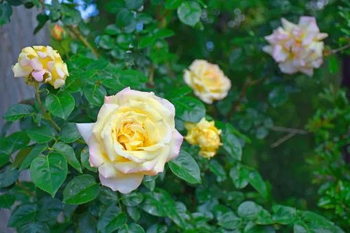 Роза Грандифлора — сорт Королева Елизавета