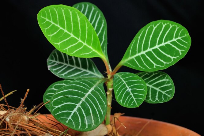 S jakými problémy se lze při péči o hřeben euphorbia setkat
