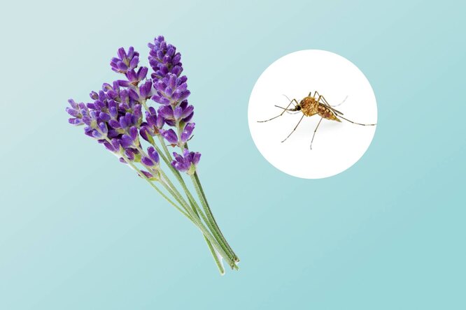 10 натуральных ароматов, которые не переносят комары