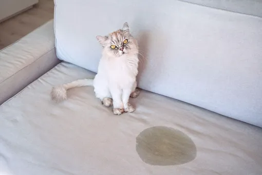 Застелите кровать душевой занавеской или пленкой, чтобы кошка перестала на нее гадить