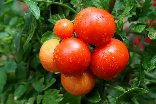 шесть томатов висят на ветке
