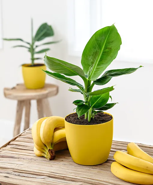 Какой банан подойдёт для домашнего выращивания