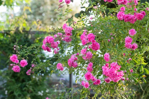 Плетистая роза — сорт Дороти Перкенс