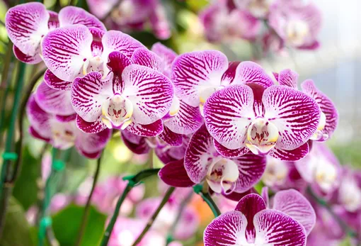 Пыльца орхидеи фаленопсис не оказывает негативного воздействия на человека